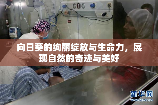 向日葵的绚丽绽放与生命力，展现自然的奇迹与美好