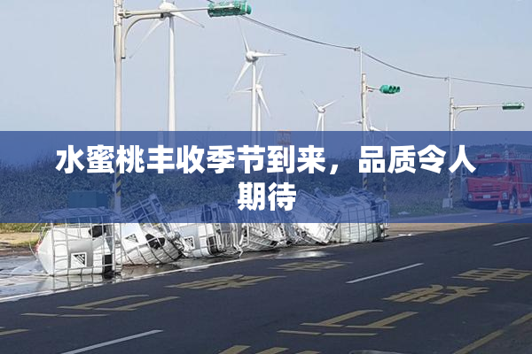 水蜜桃丰收季节到来，品质令人期待