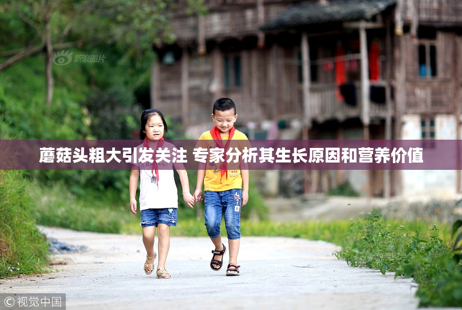 蘑菇头粗大引发关注 专家分析其生长原因和营养价值