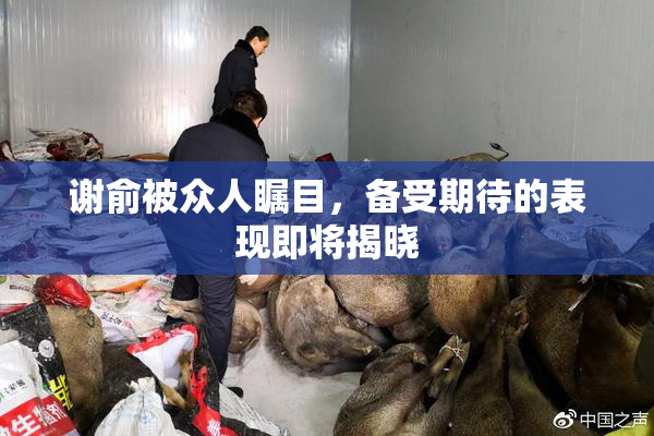 谢俞被众人瞩目，备受期待的表现即将揭晓