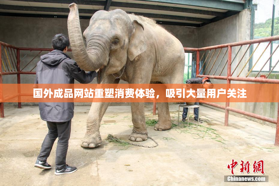国外成品网站重塑消费体验，吸引大量用户关注