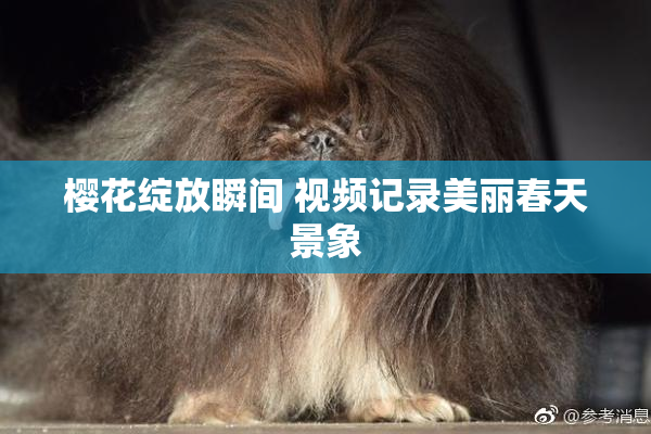 樱花绽放瞬间 视频记录美丽春天景象
