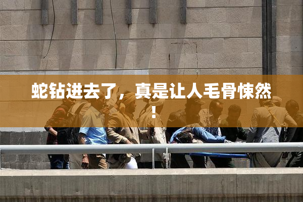 蛇钻进去了，真是让人毛骨悚然！