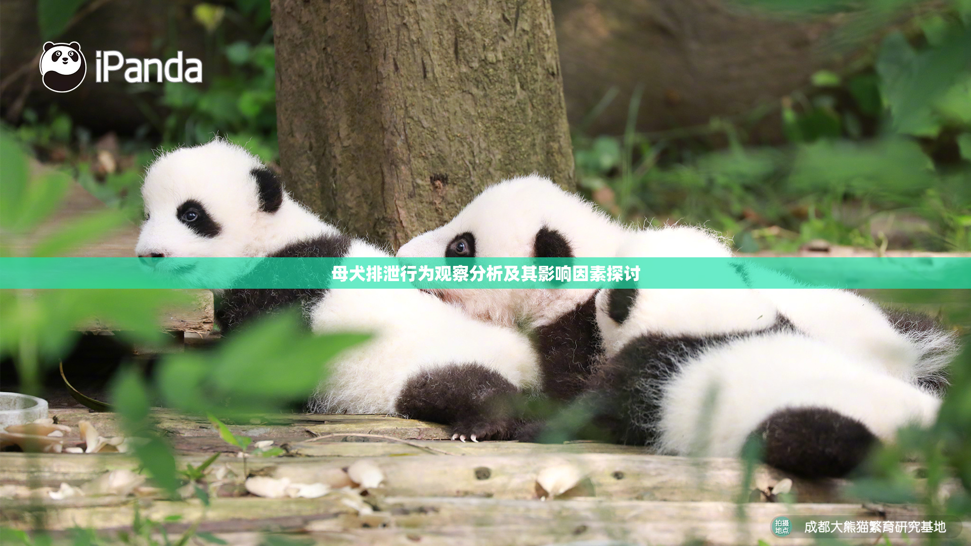 母犬排泄行为观察分析及其影响因素探讨