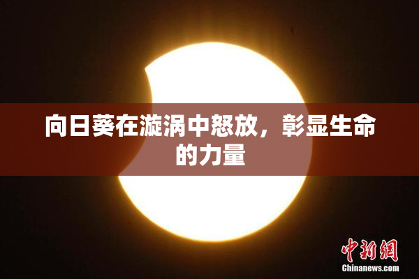 向日葵在漩涡中怒放，彰显生命的力量