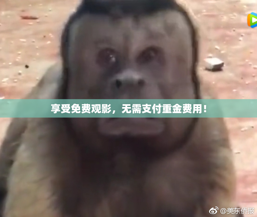 享受免费观影，无需支付重金费用！