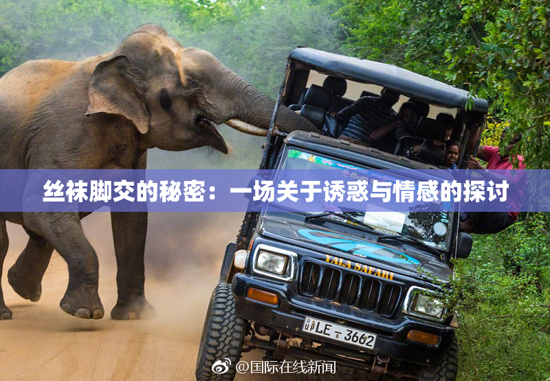 丝袜脚交的秘密：一场关于诱惑与情感的探讨