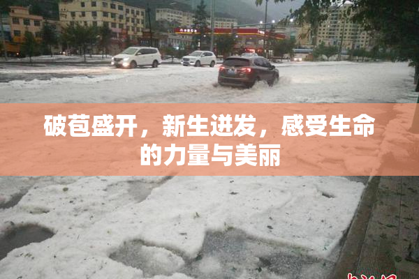 破苞盛开，新生迸发，感受生命的力量与美丽