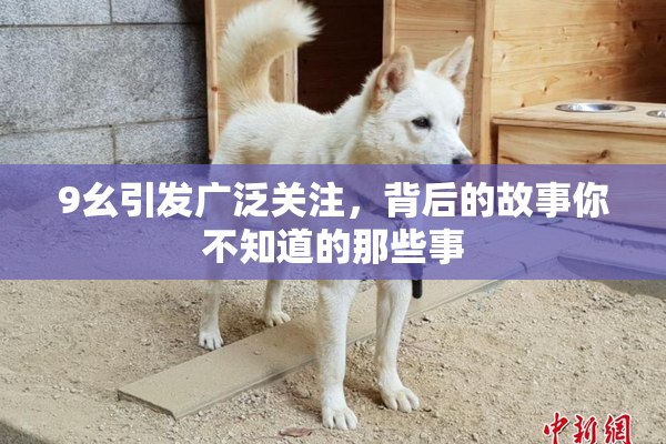 9幺引发广泛关注，背后的故事你不知道的那些事