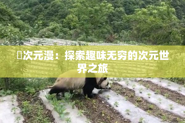 囧次元漫：探索趣味无穷的次元世界之旅