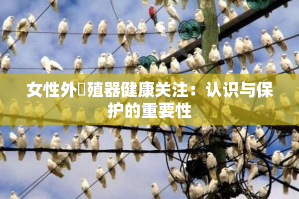 女性外夝殖器健康关注：认识与保护的重要性