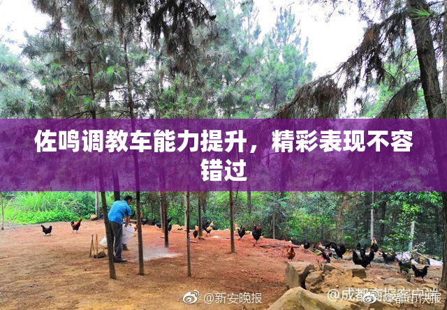 佐鸣调教车能力提升，精彩表现不容错过