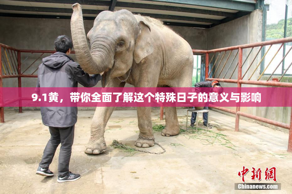 9.1黄，带你全面了解这个特殊日子的意义与影响