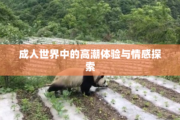 成人世界中的高潮体验与情感探索