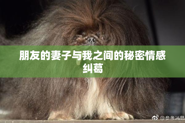 朋友的妻子与我之间的秘密情感纠葛