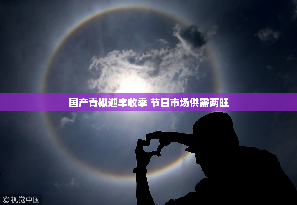 国产青椒迎丰收季 节日市场供需两旺