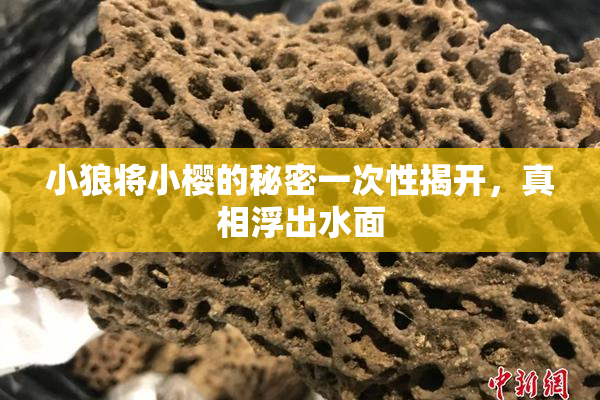 小狼将小樱的秘密一次性揭开，真相浮出水面
