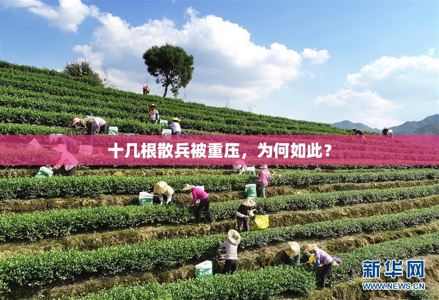 十几根散兵被重压，为何如此？