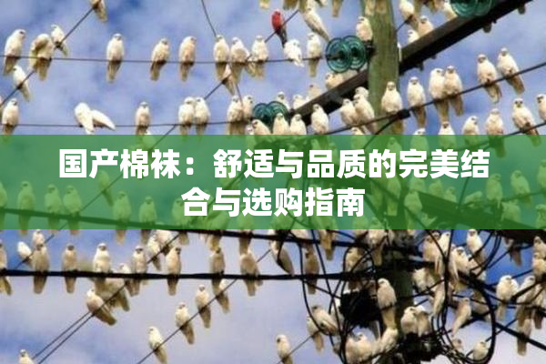 国产棉袜：舒适与品质的完美结合与选购指南