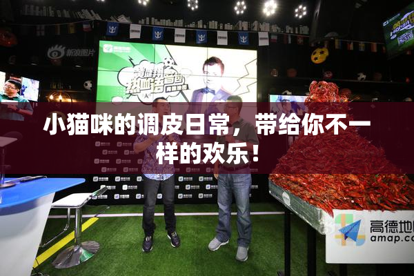 小猫咪的调皮日常，带给你不一样的欢乐！