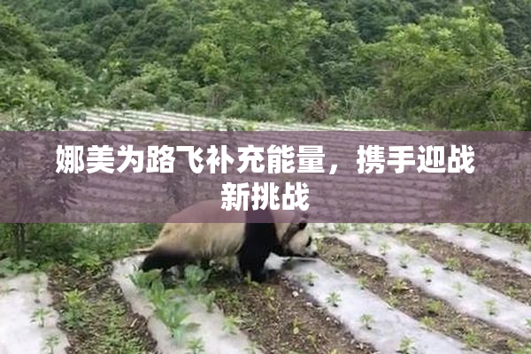 娜美为路飞补充能量，携手迎战新挑战