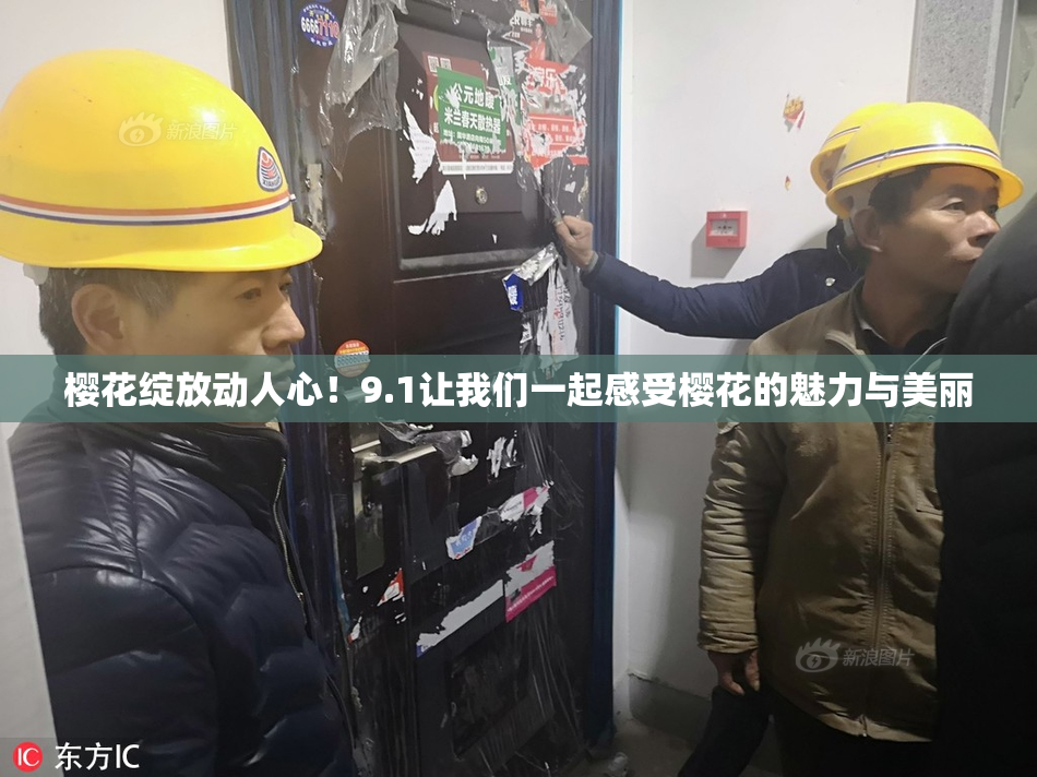 樱花绽放动人心！9.1让我们一起感受樱花的魅力与美丽