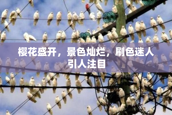 樱花盛开，景色灿烂，刷色迷人引人注目