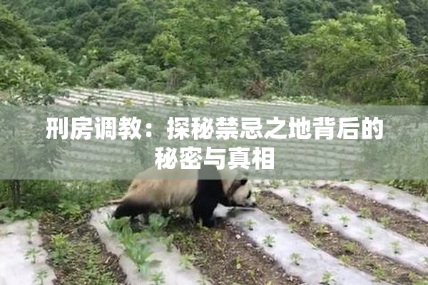 刑房调教：探秘禁忌之地背后的秘密与真相