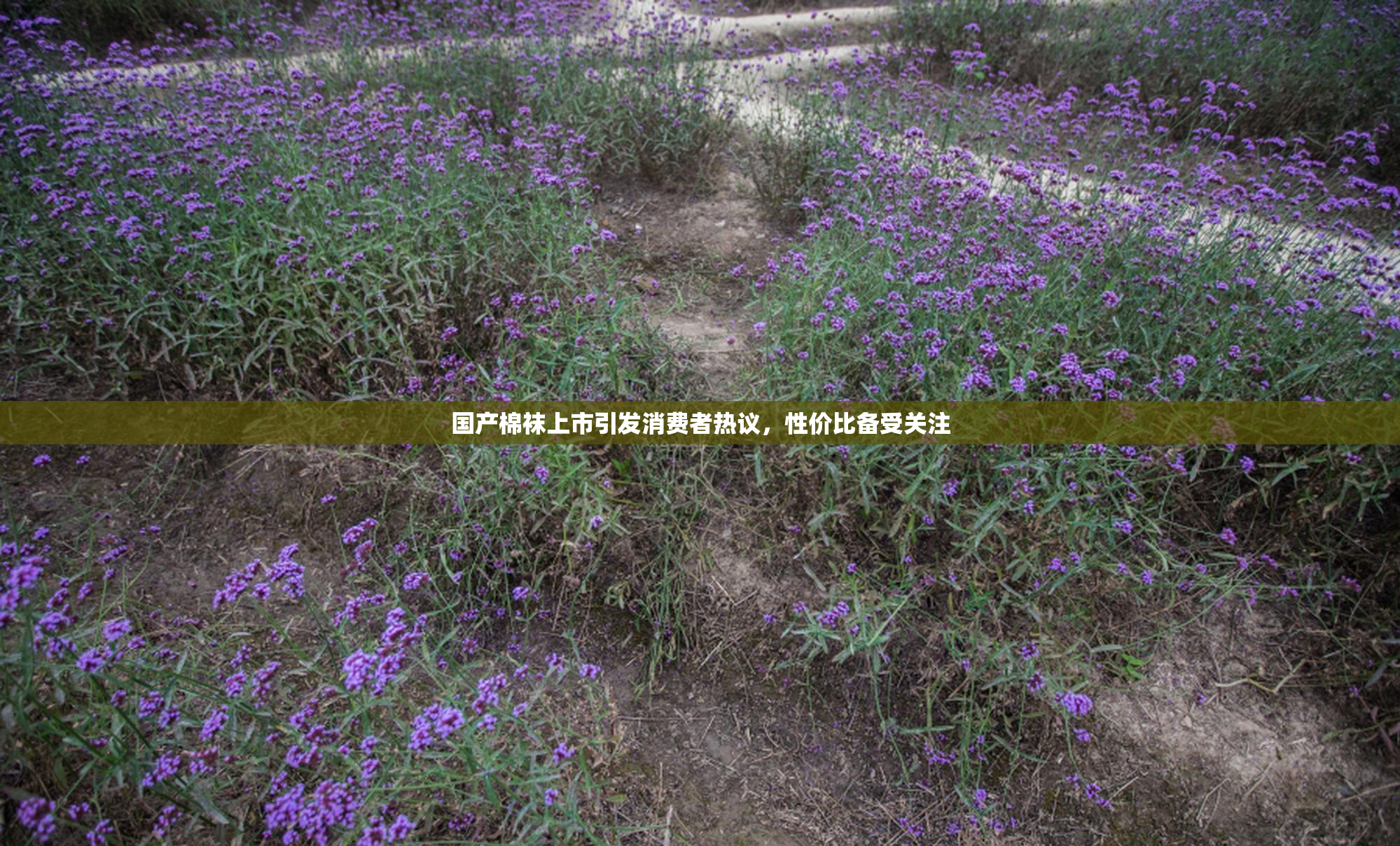 国产棉袜上市引发消费者热议，性价比备受关注