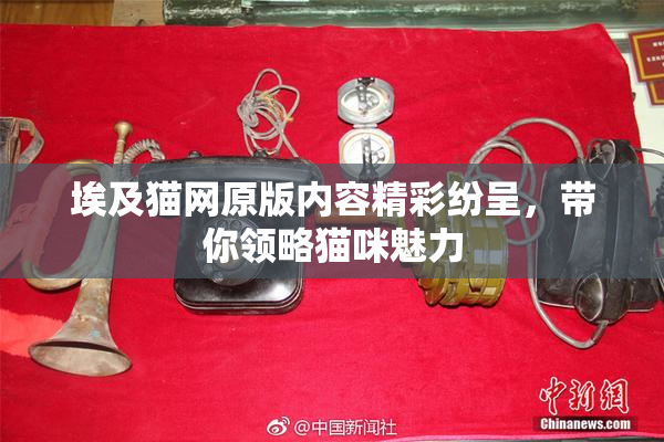 埃及猫网原版内容精彩纷呈，带你领略猫咪魅力