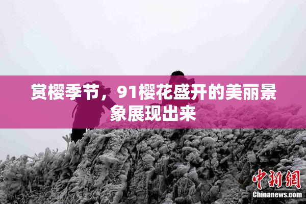 赏樱季节，91樱花盛开的美丽景象展现出来