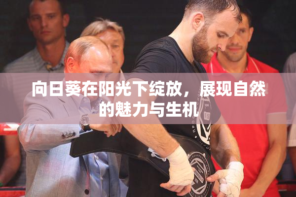 向日葵在阳光下绽放，展现自然的魅力与生机