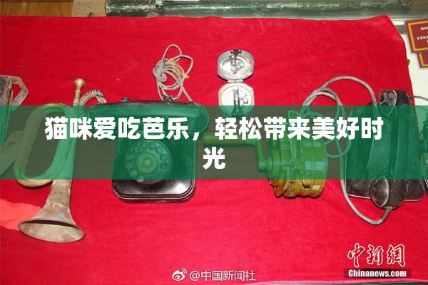 猫咪爱吃芭乐，轻松带来美好时光