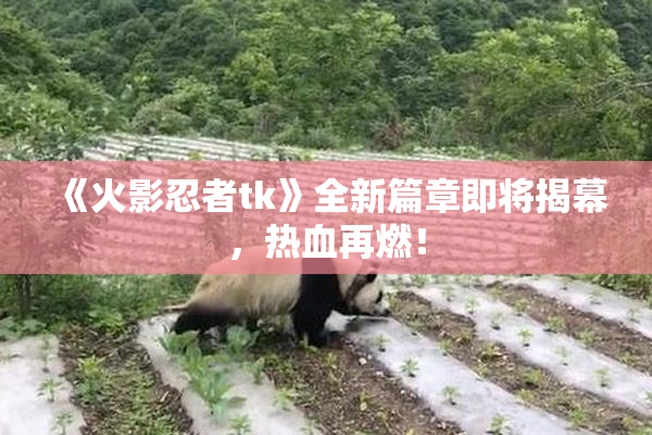 《火影忍者tk》全新篇章即将揭幕，热血再燃！
