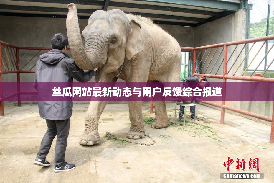 丝瓜网站最新动态与用户反馈综合报道