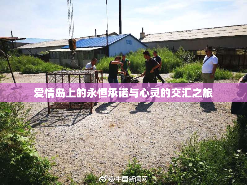 爱情岛上的永恒承诺与心灵的交汇之旅