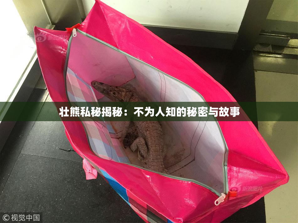 壮熊私秘揭秘：不为人知的秘密与故事