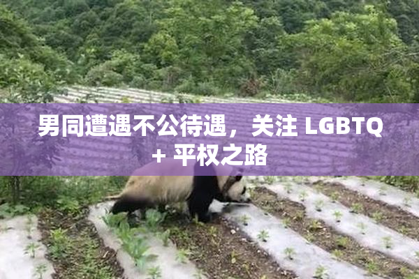 男同遭遇不公待遇，关注 LGBTQ+ 平权之路