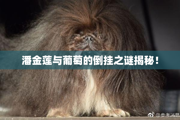 潘金莲与葡萄的倒挂之谜揭秘！