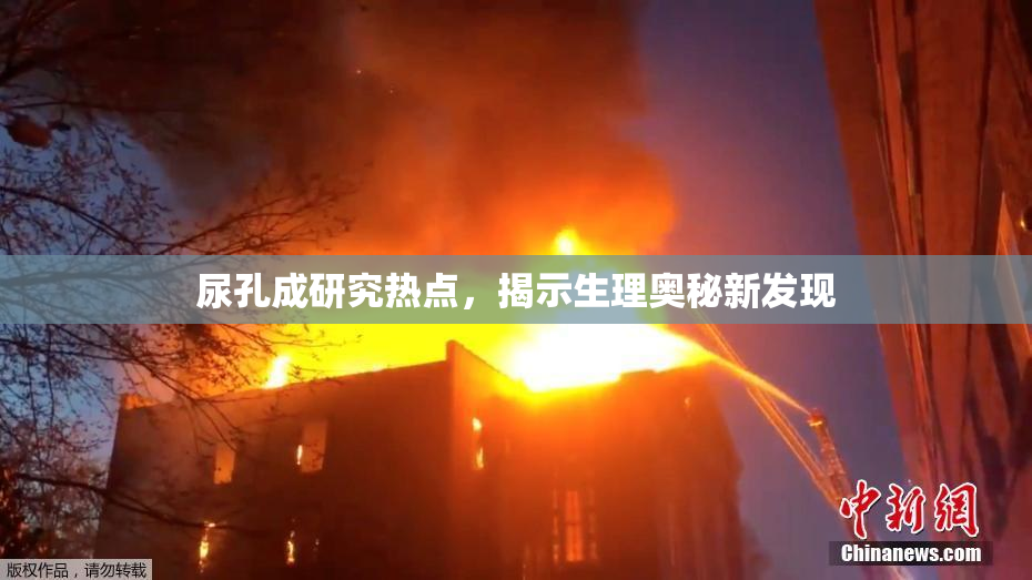 尿孔成研究热点，揭示生理奥秘新发现