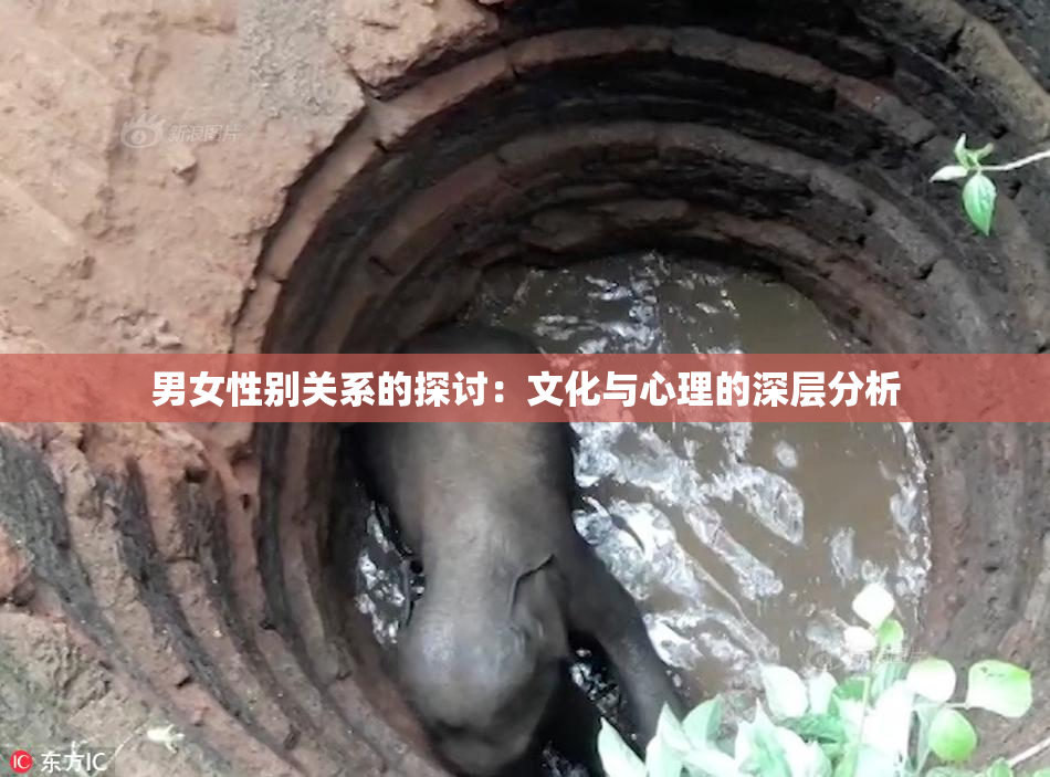 男女性别关系的探讨：文化与心理的深层分析