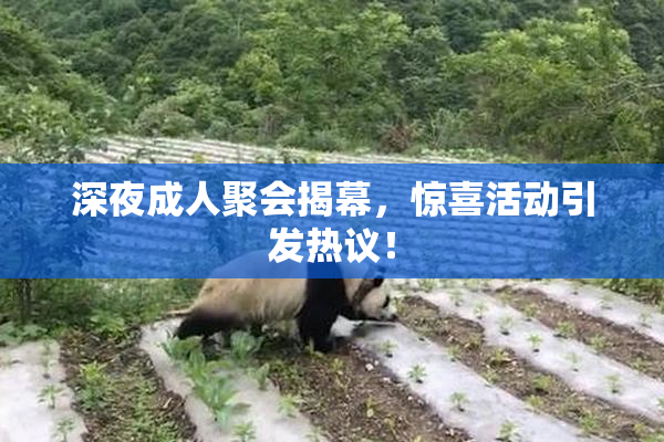 深夜成人聚会揭幕，惊喜活动引发热议！