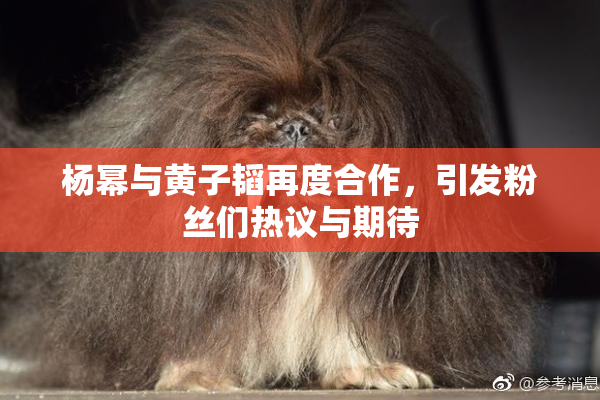 杨幂与黄子韬再度合作，引发粉丝们热议与期待