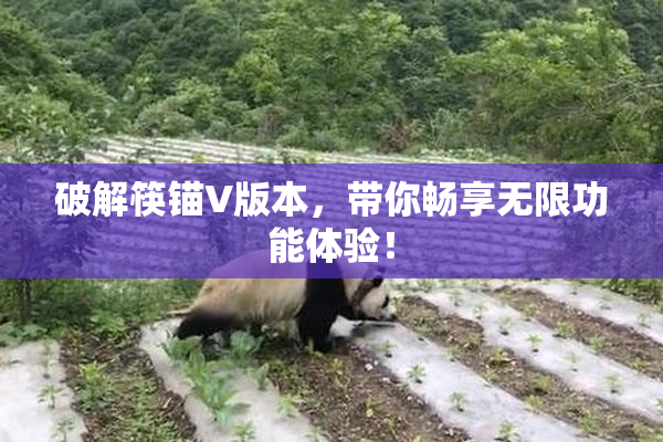 破解筷锚V版本，带你畅享无限功能体验！