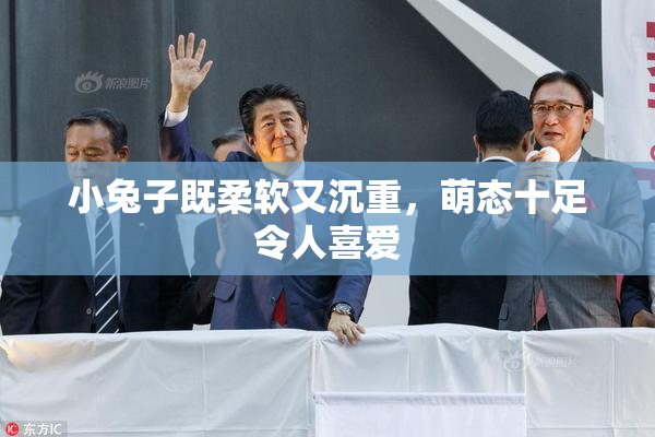 小兔子既柔软又沉重，萌态十足令人喜爱