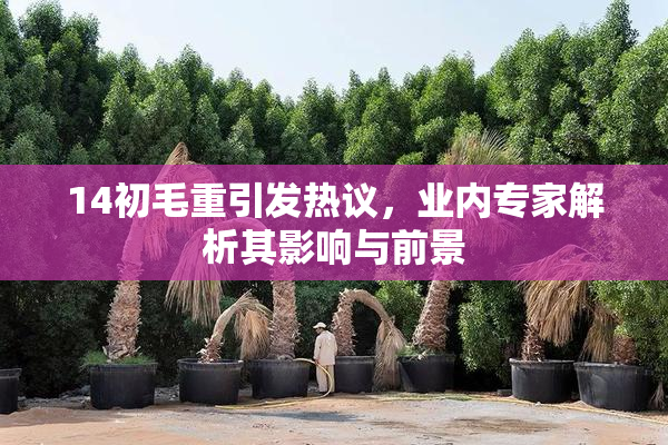 14初毛重引发热议，业内专家解析其影响与前景