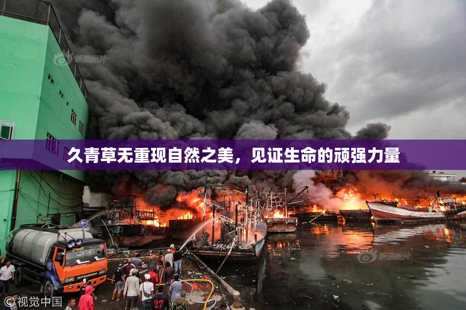 久青草无重现自然之美，见证生命的顽强力量