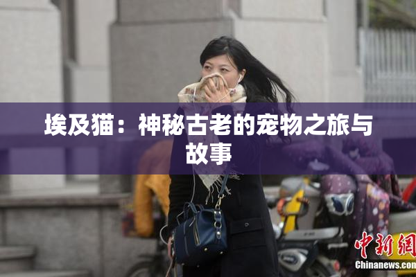 埃及猫：神秘古老的宠物之旅与故事