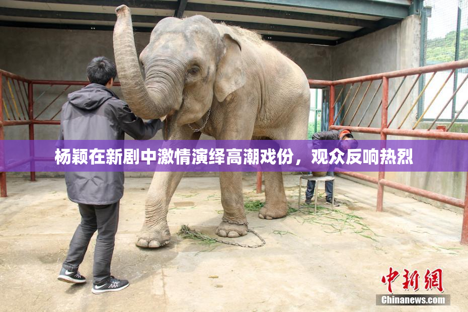 杨颖在新剧中激情演绎高潮戏份，观众反响热烈
