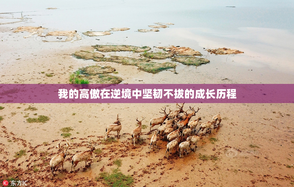 我的高傲在逆境中坚韧不拔的成长历程